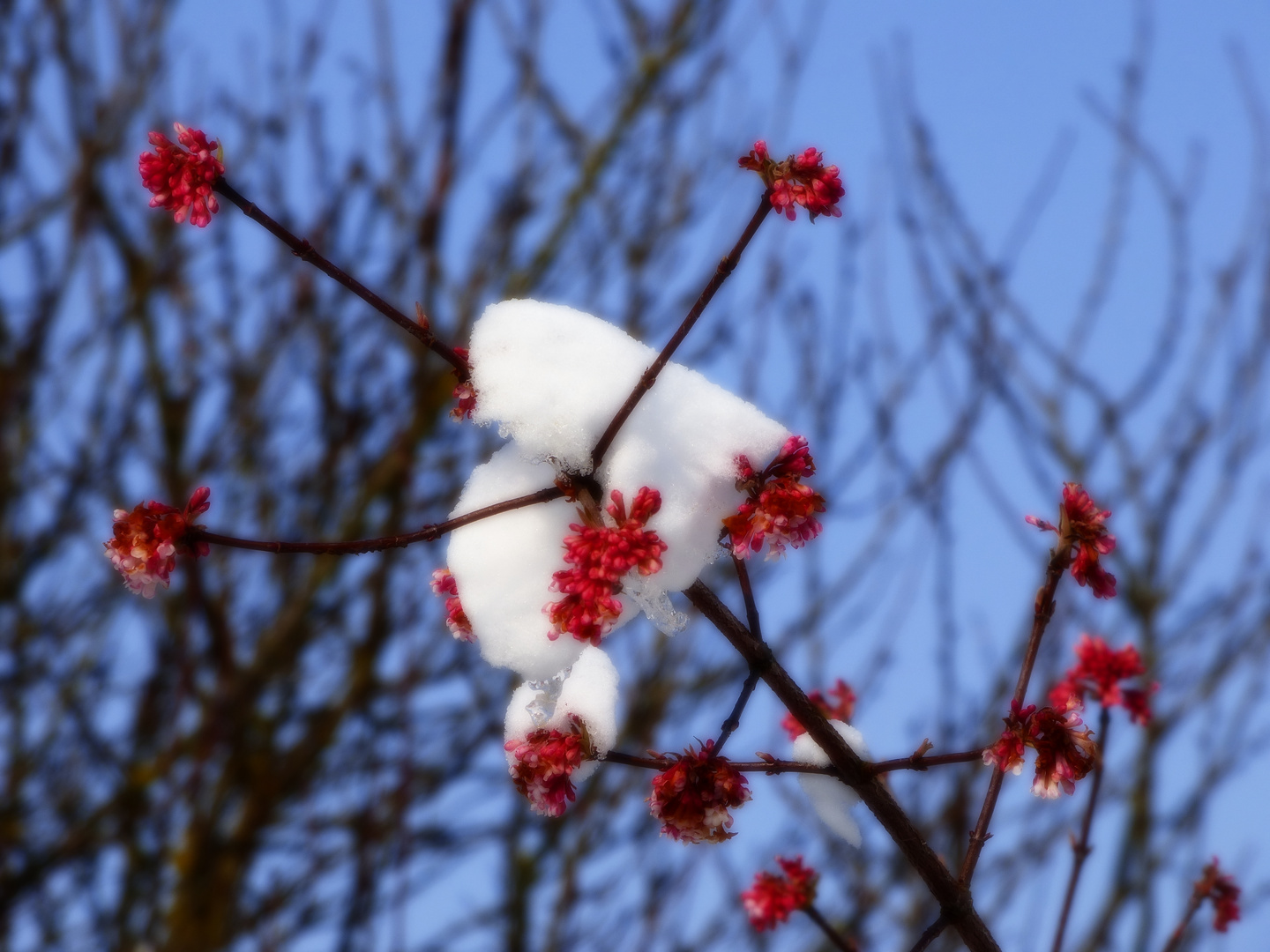 Schneehäubchen auf Winterschneeball