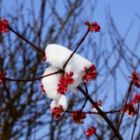 Schneehäubchen auf Winterschneeball