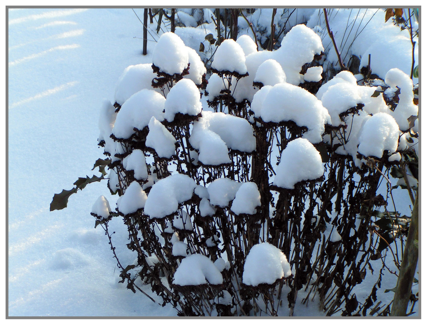 Schneehäubchen