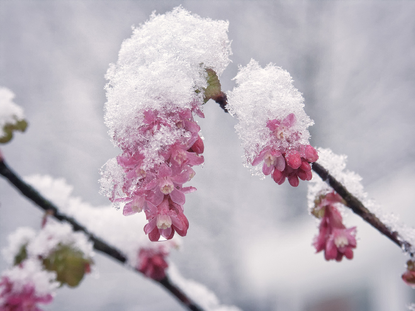 Schneehäubchen