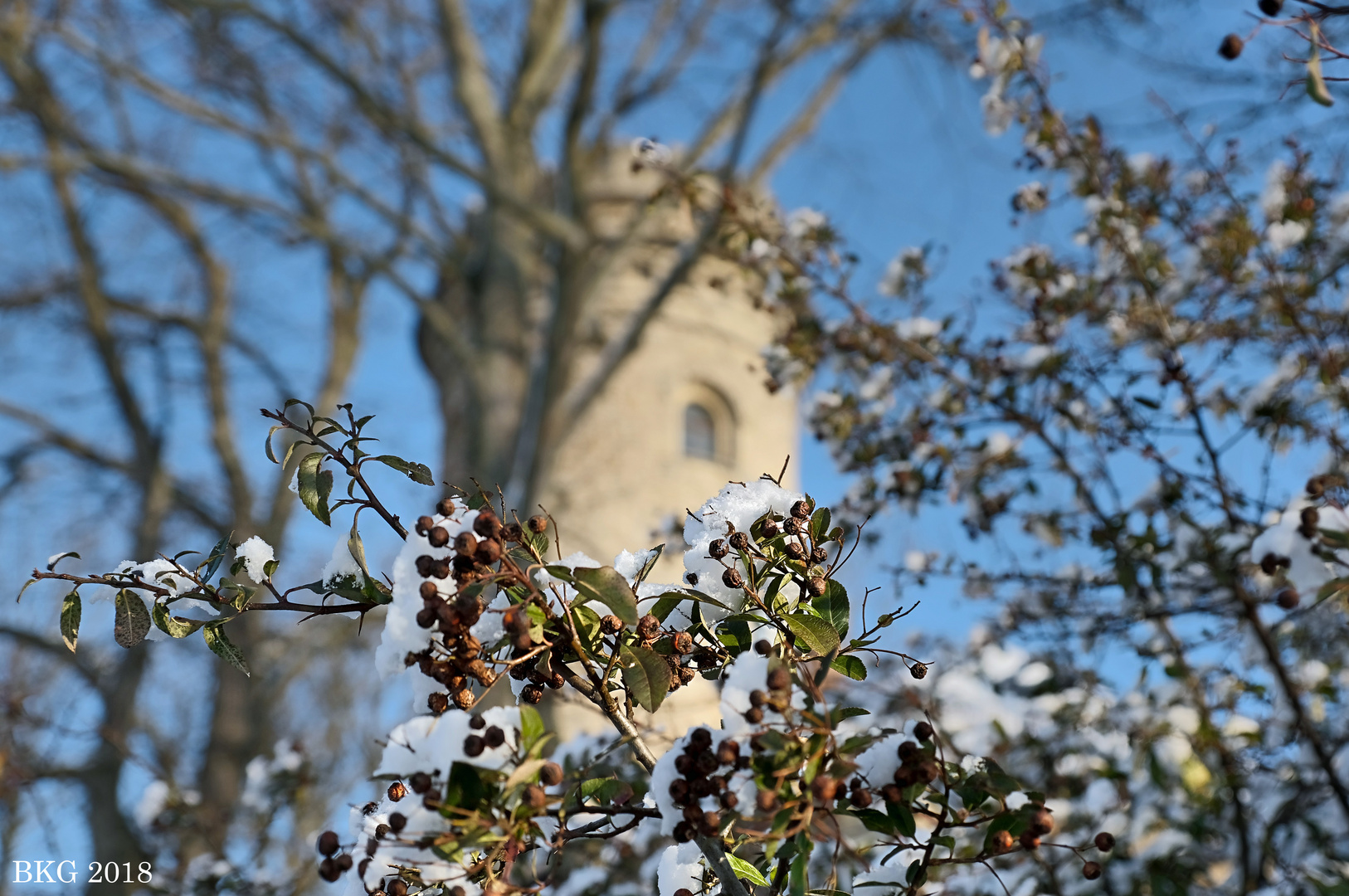 Schneehäubchen 