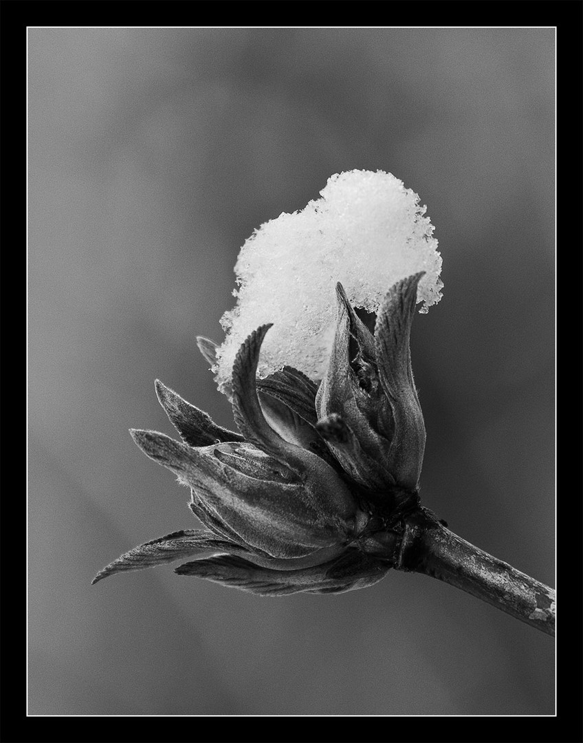 Schneehäubchen