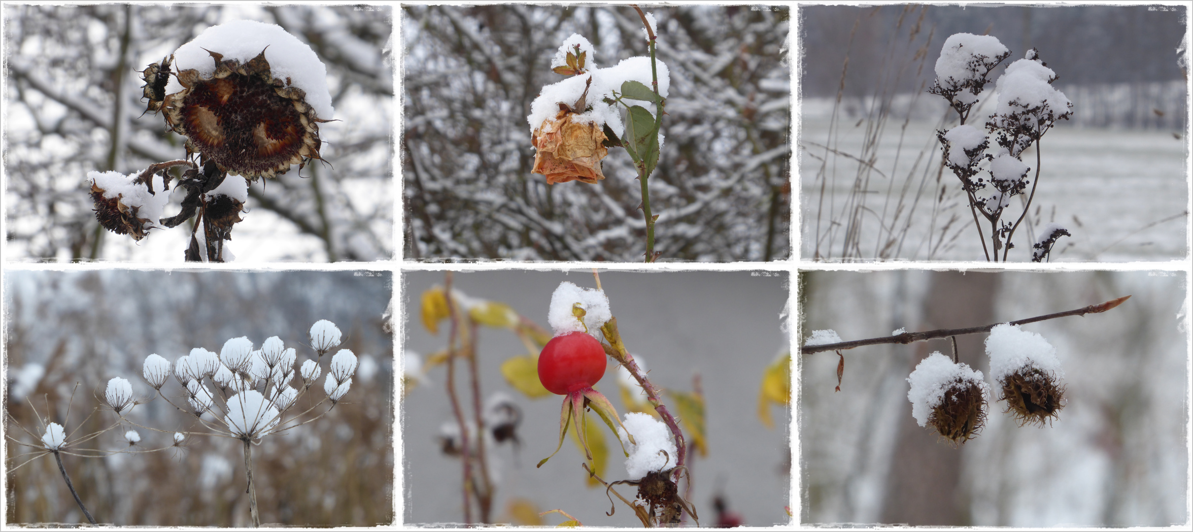 Schneehäubchen