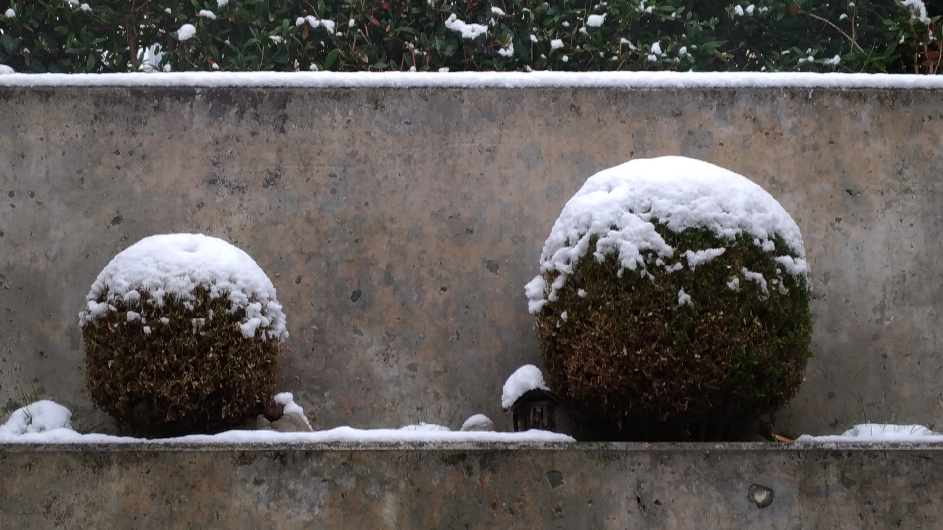 Schneehäubchen 