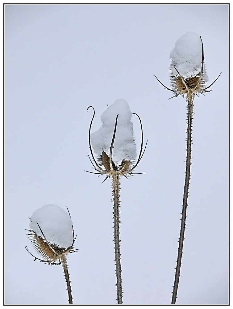 *Schneehäubchen*