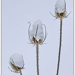 *Schneehäubchen*