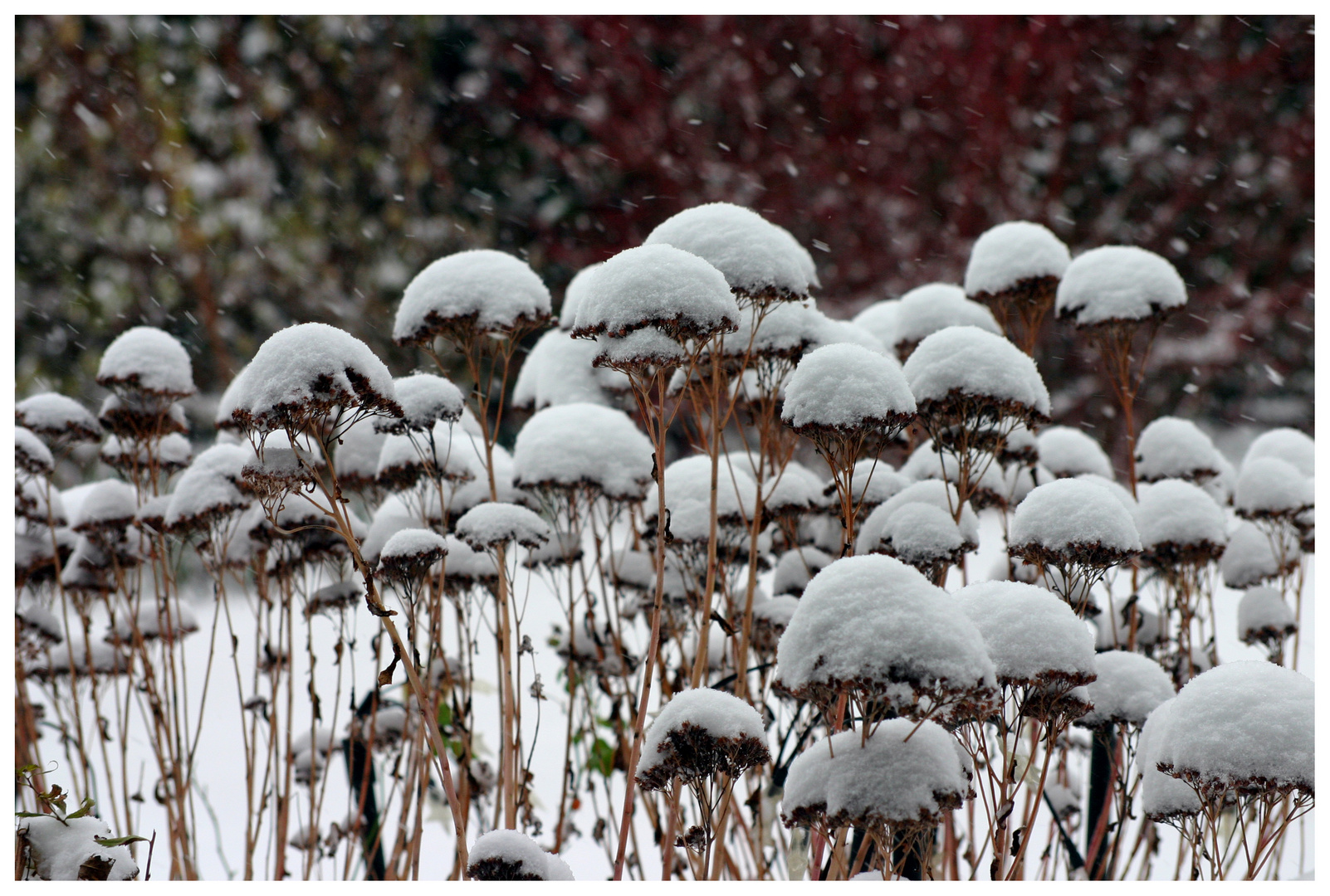 Schneehäubchen