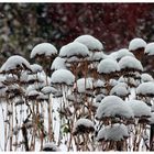 Schneehäubchen