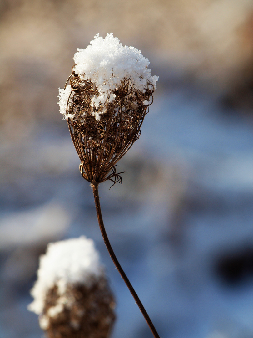 Schneehäubchen