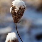 Schneehäubchen