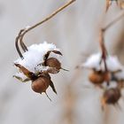 Schneehäubchen.....