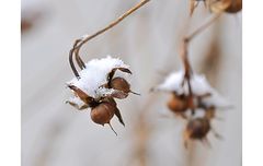 Schneehäubchen.....