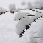 Schneehäubchen