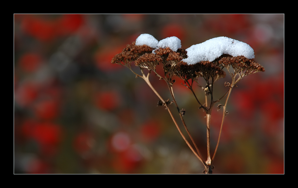 Schneehäubchen