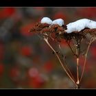 Schneehäubchen