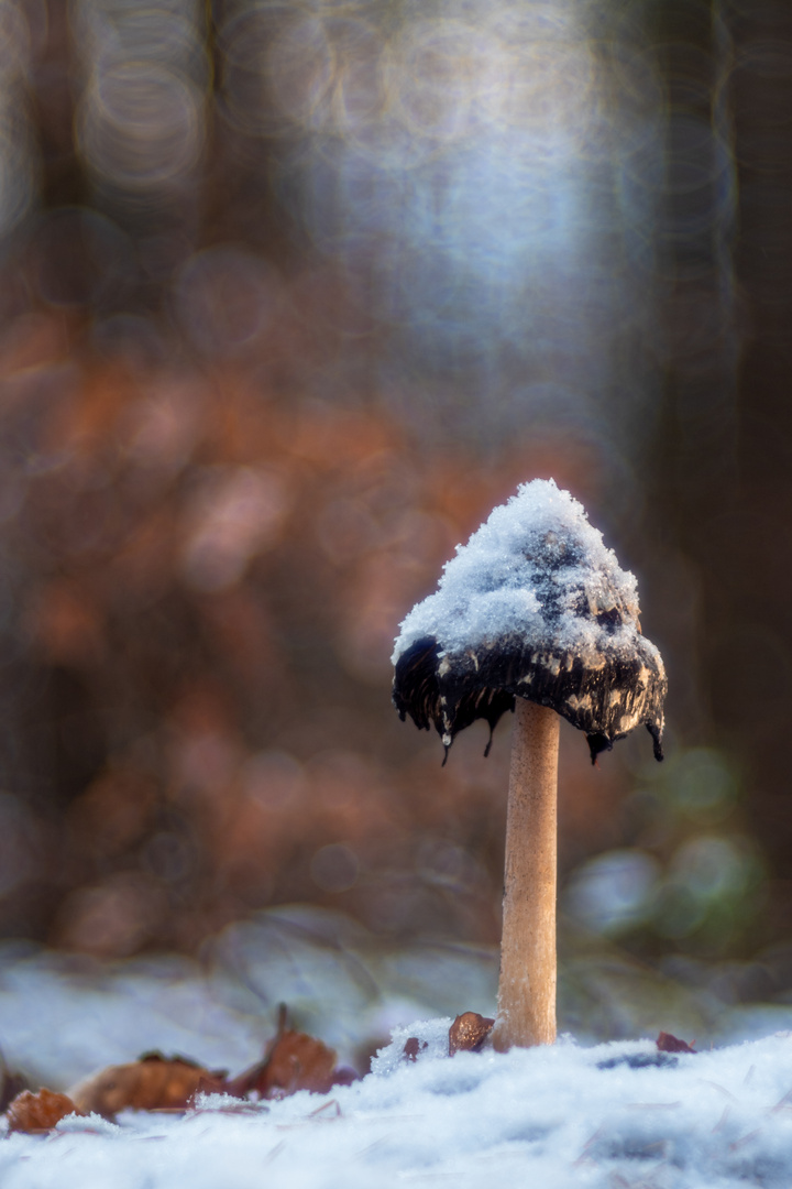 Schneehäubchen