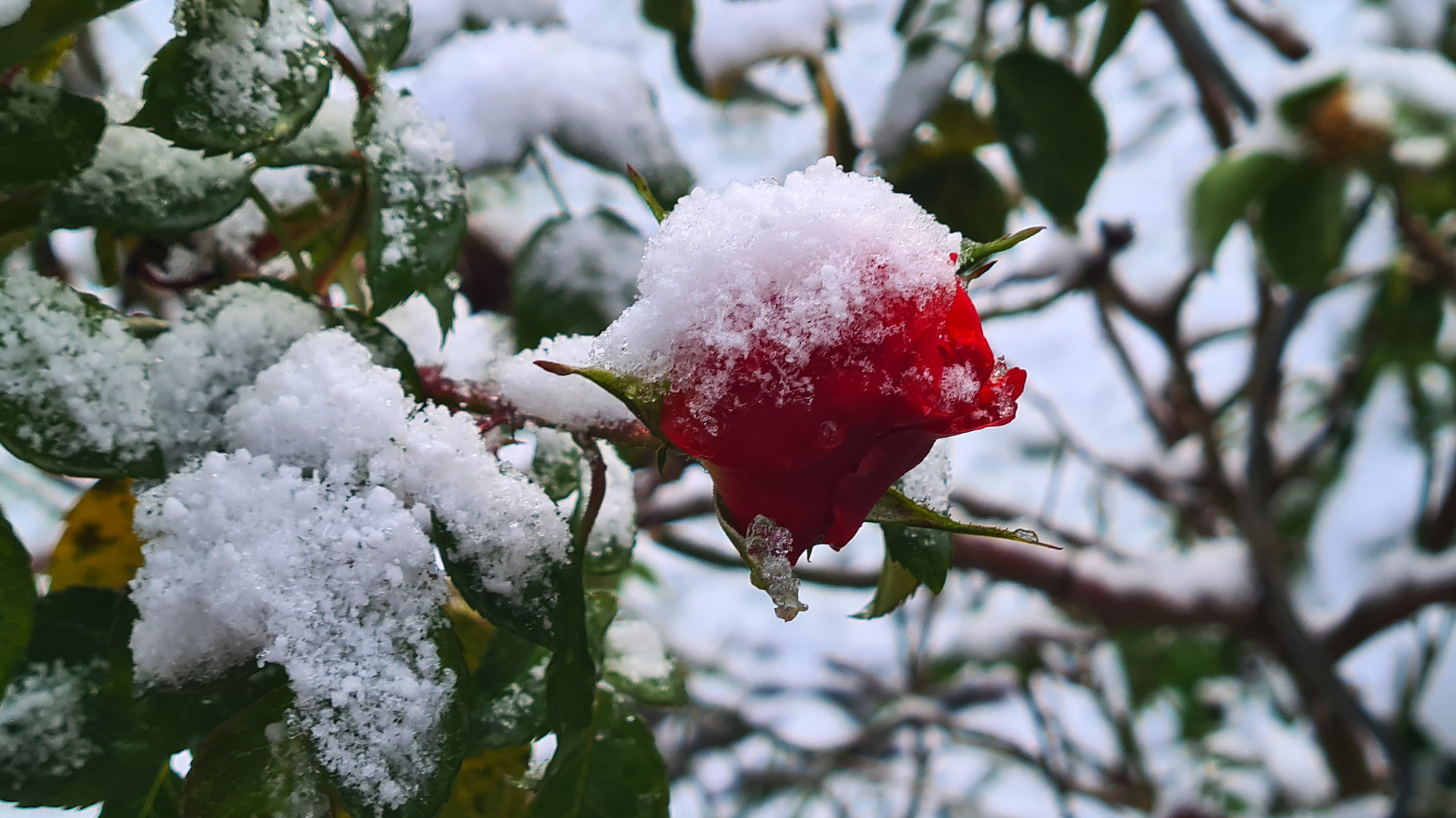 Schneehäubchen