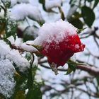 Schneehäubchen