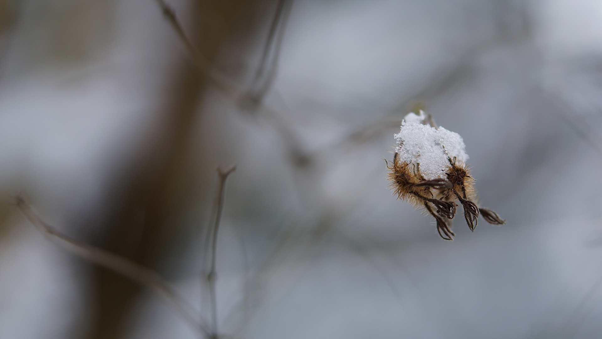 Schneehäubchen