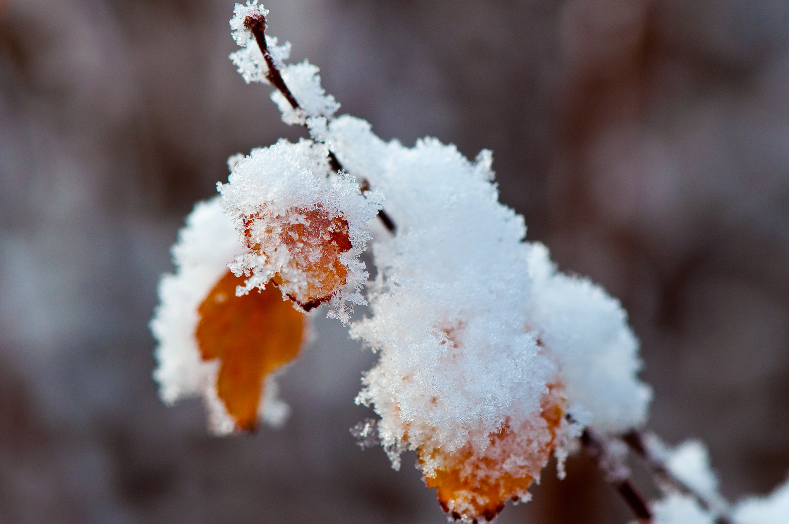 Schneehäubchen