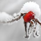 Schneehäubchen