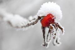 Schneehäubchen