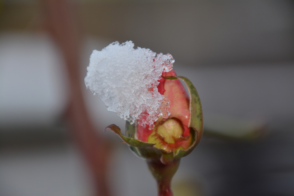 Schneehäubchen