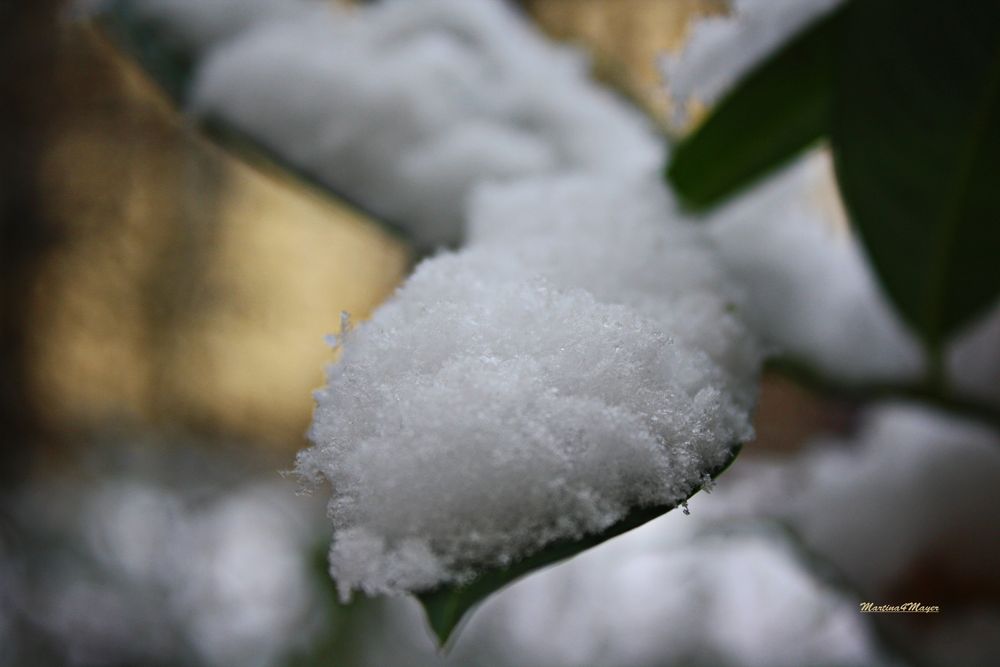 Schneehäubchen