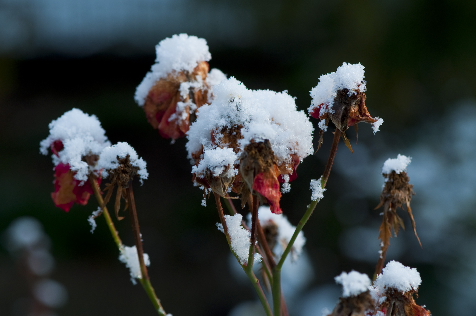 Schneehäubchen II