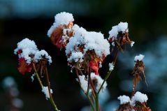 Schneehäubchen II