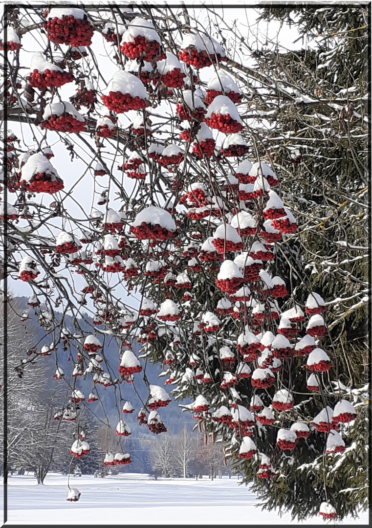 Schneehäubchen ( itia ) 