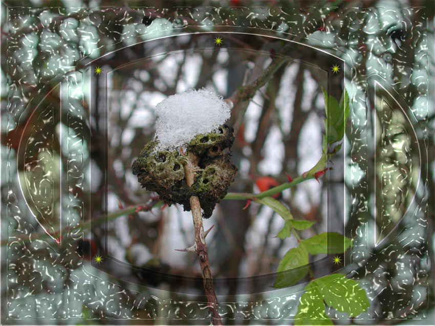 Schneehäubchen Nr. 2