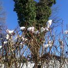 SCHNEEHÄUBCHEN UND HERZBAUM