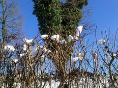 SCHNEEHÄUBCHEN UND HERZBAUM