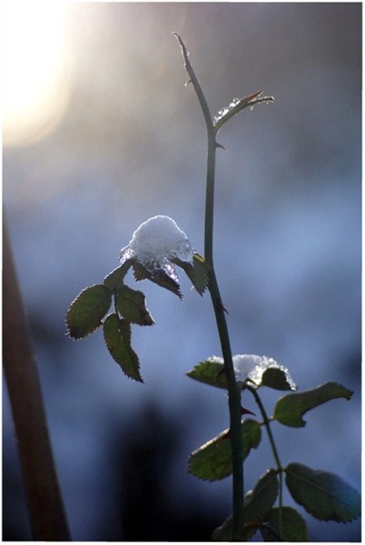 Schneehäufchen