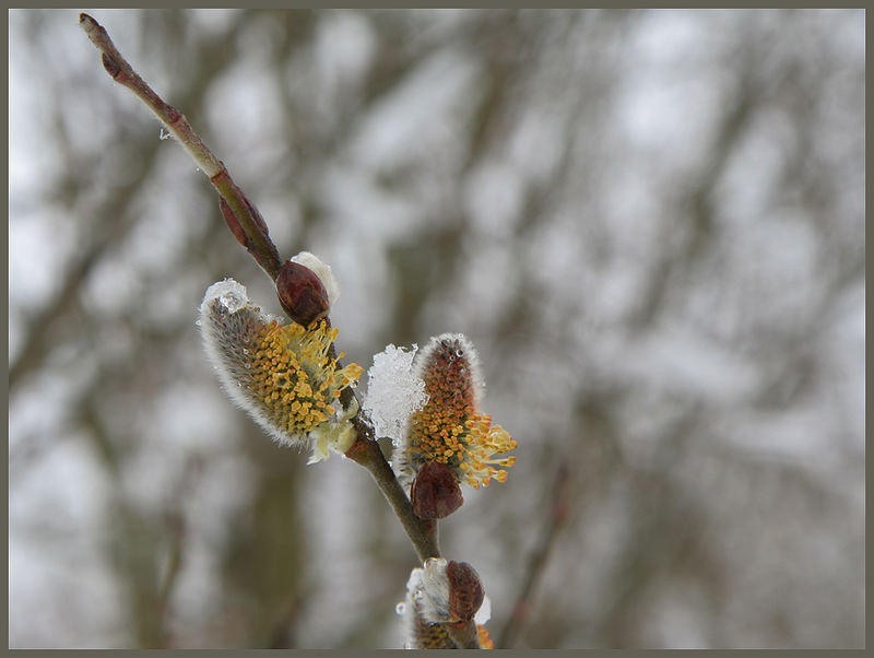 Schneehäupchen