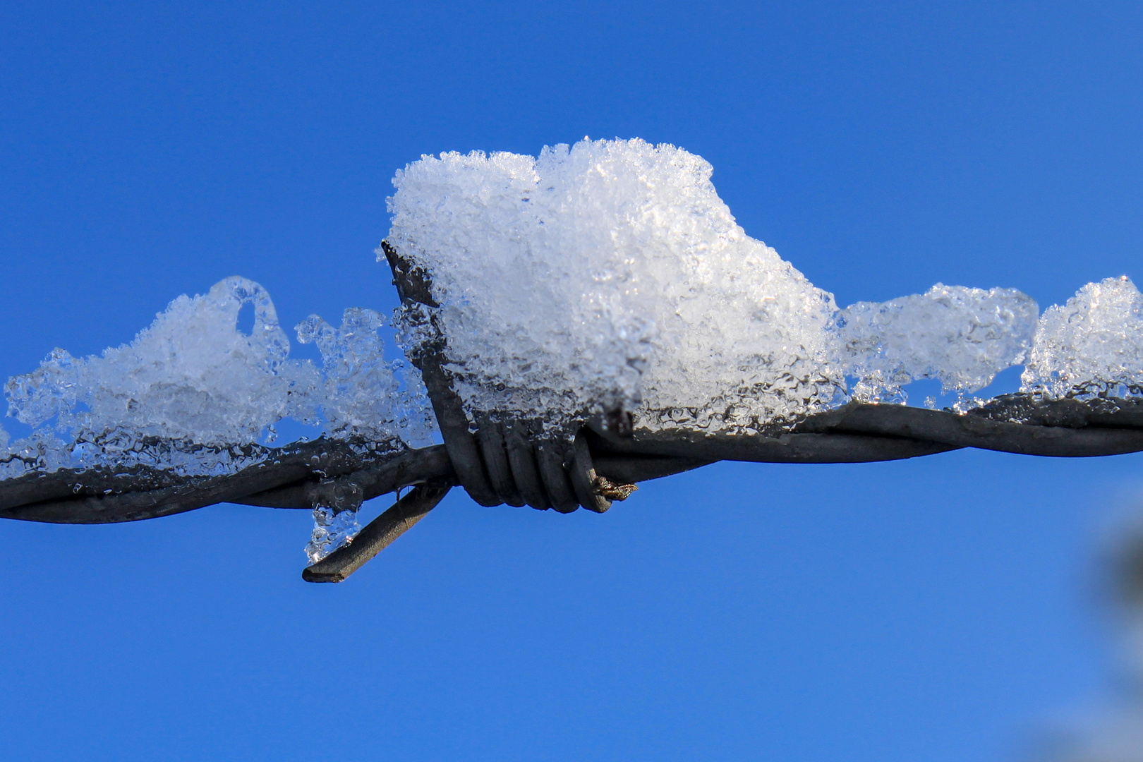 Schneehäupchen 