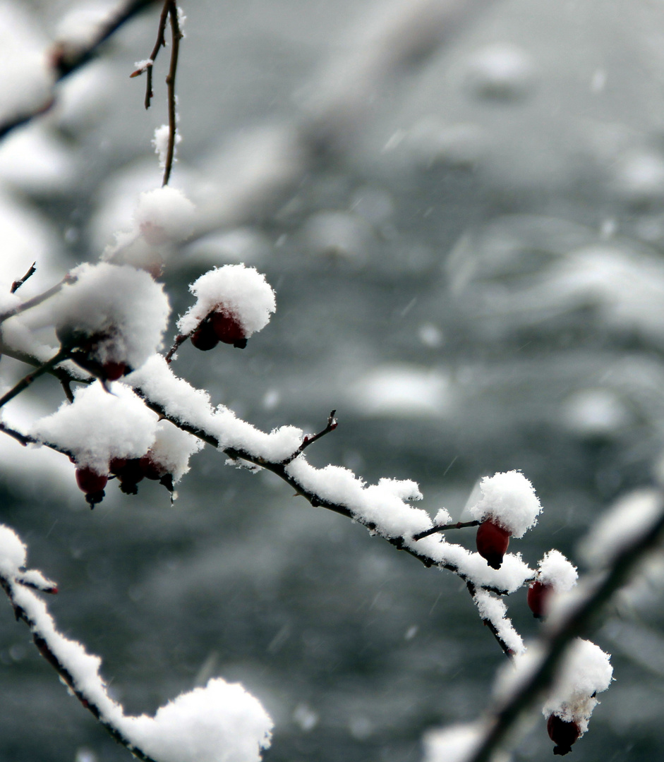 Schneehagebutten