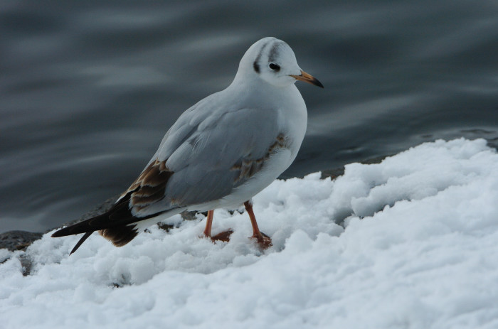 Schnee_Hamburg_Möwe