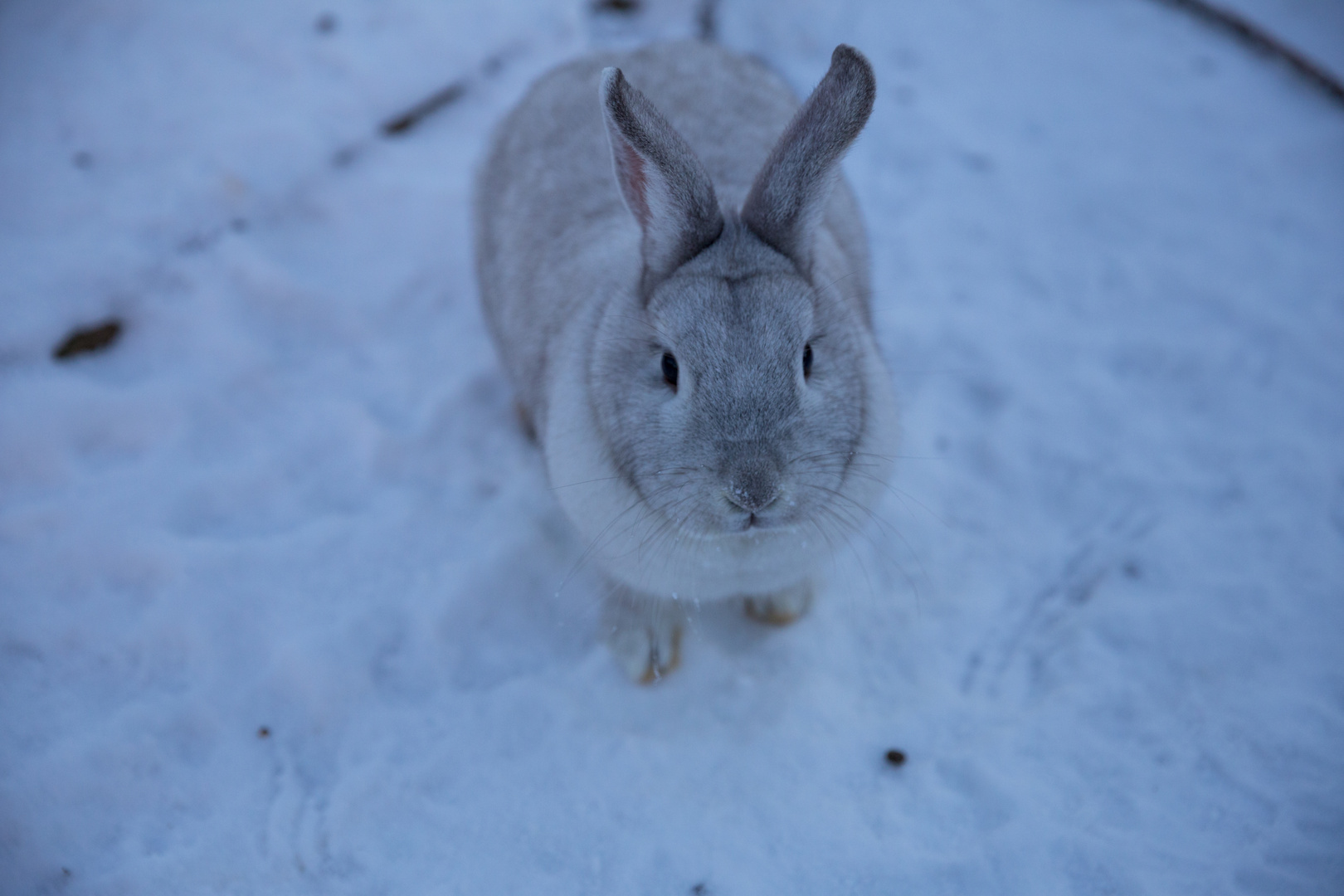 Schneehase