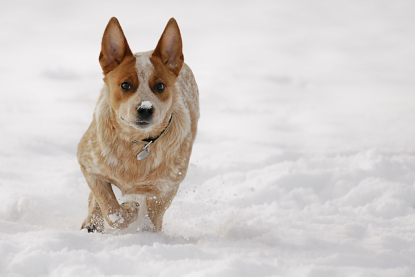 Schneehase