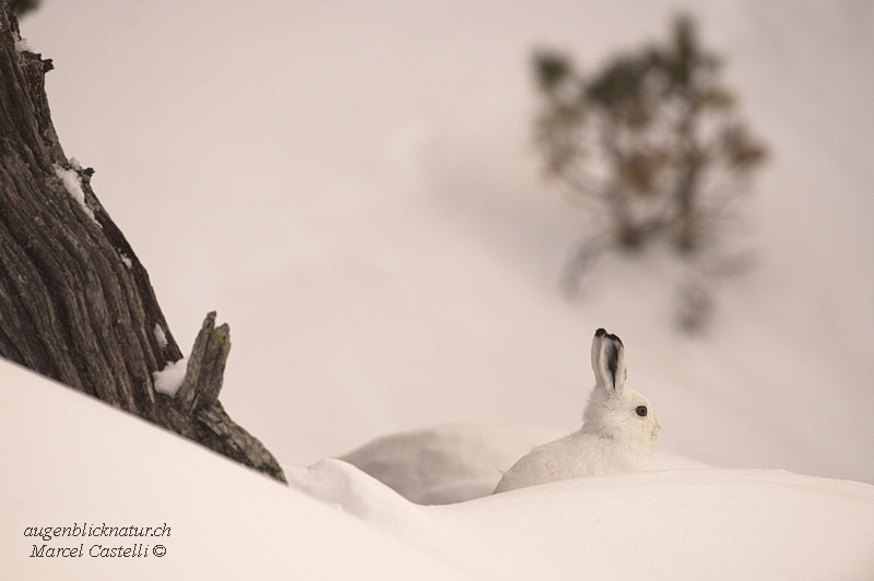 Schneehase 2