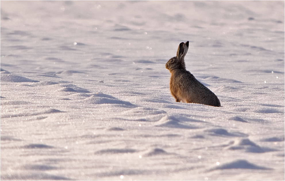 "Schneehase"