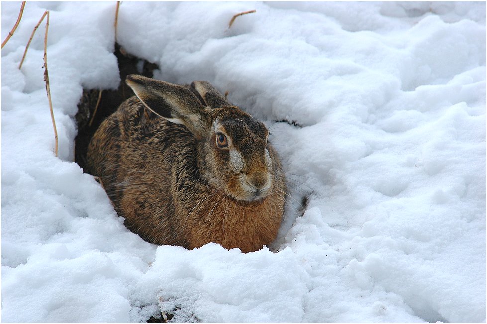 Schneehase