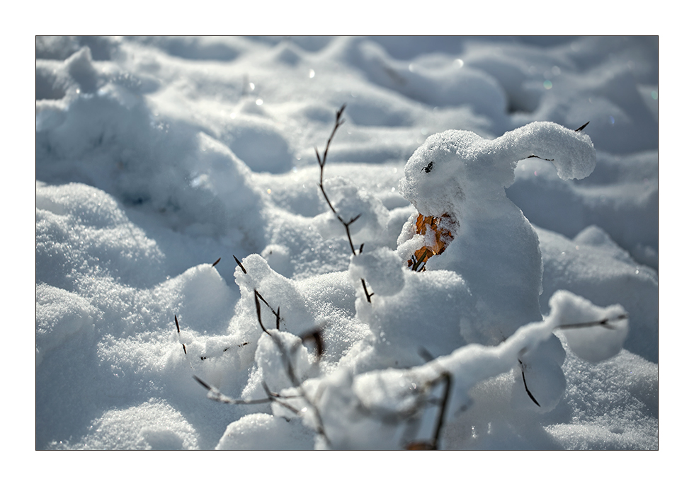 .. Schneehase ..