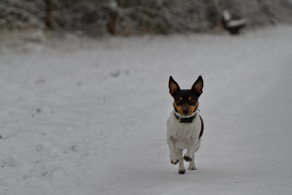 Schneehase