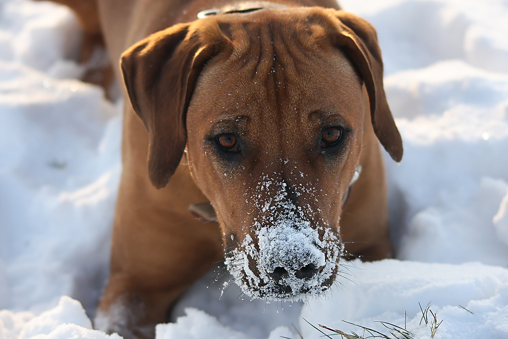 Schneehase