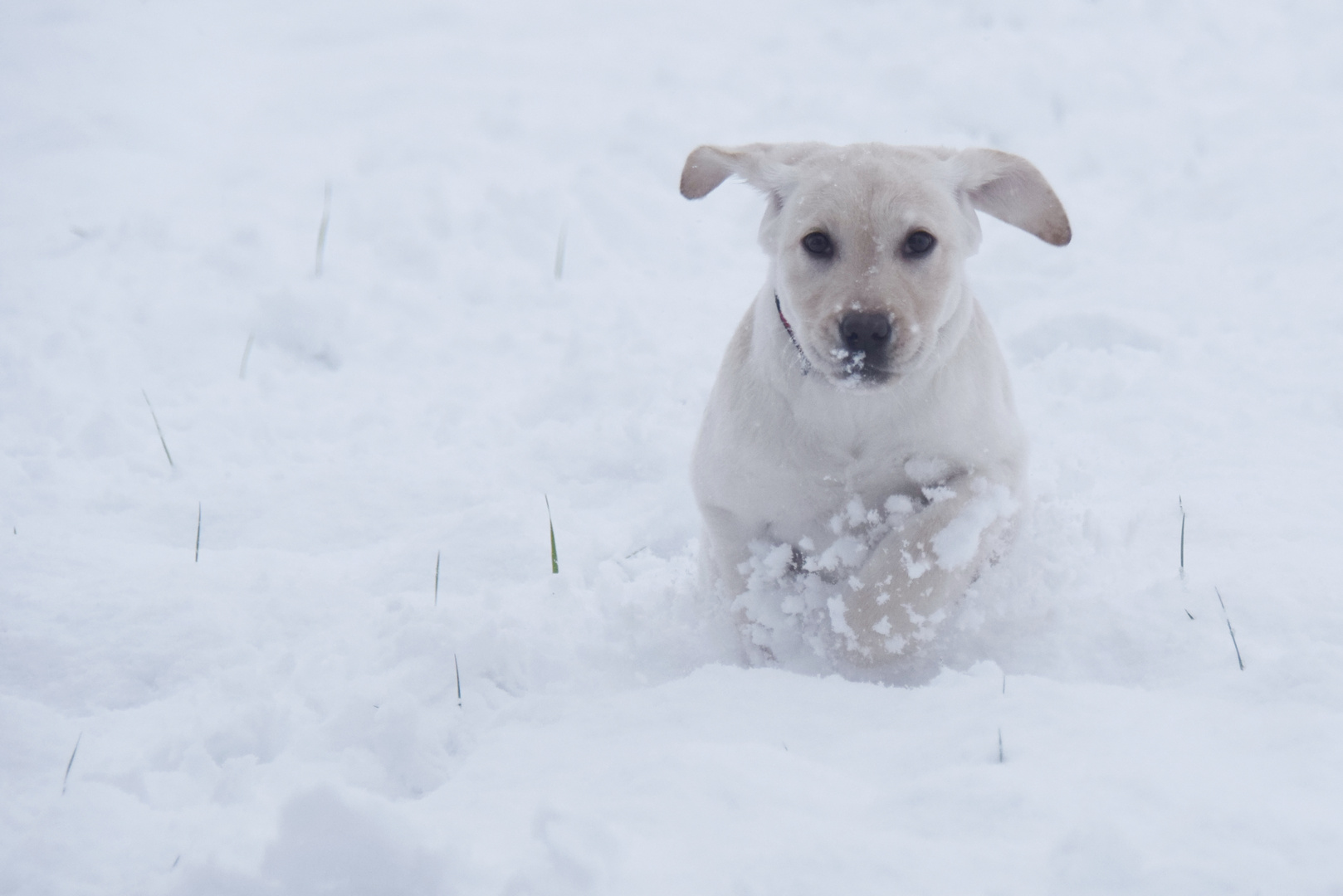 Schneehase ?