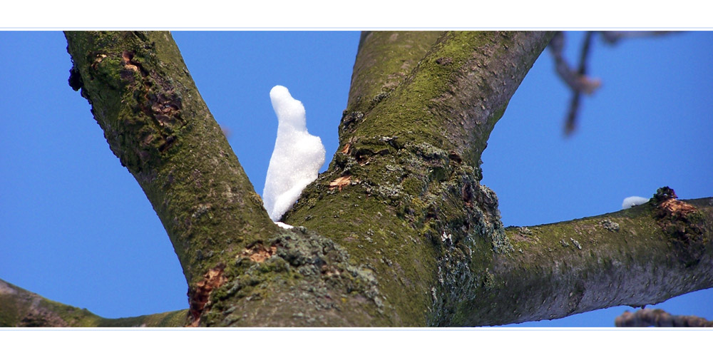 Schneehase auf dem Baum