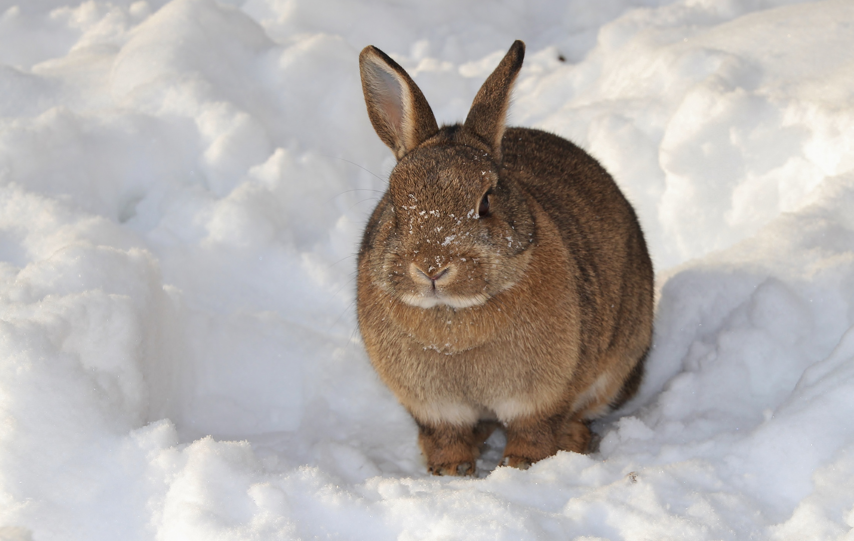 Schneehase